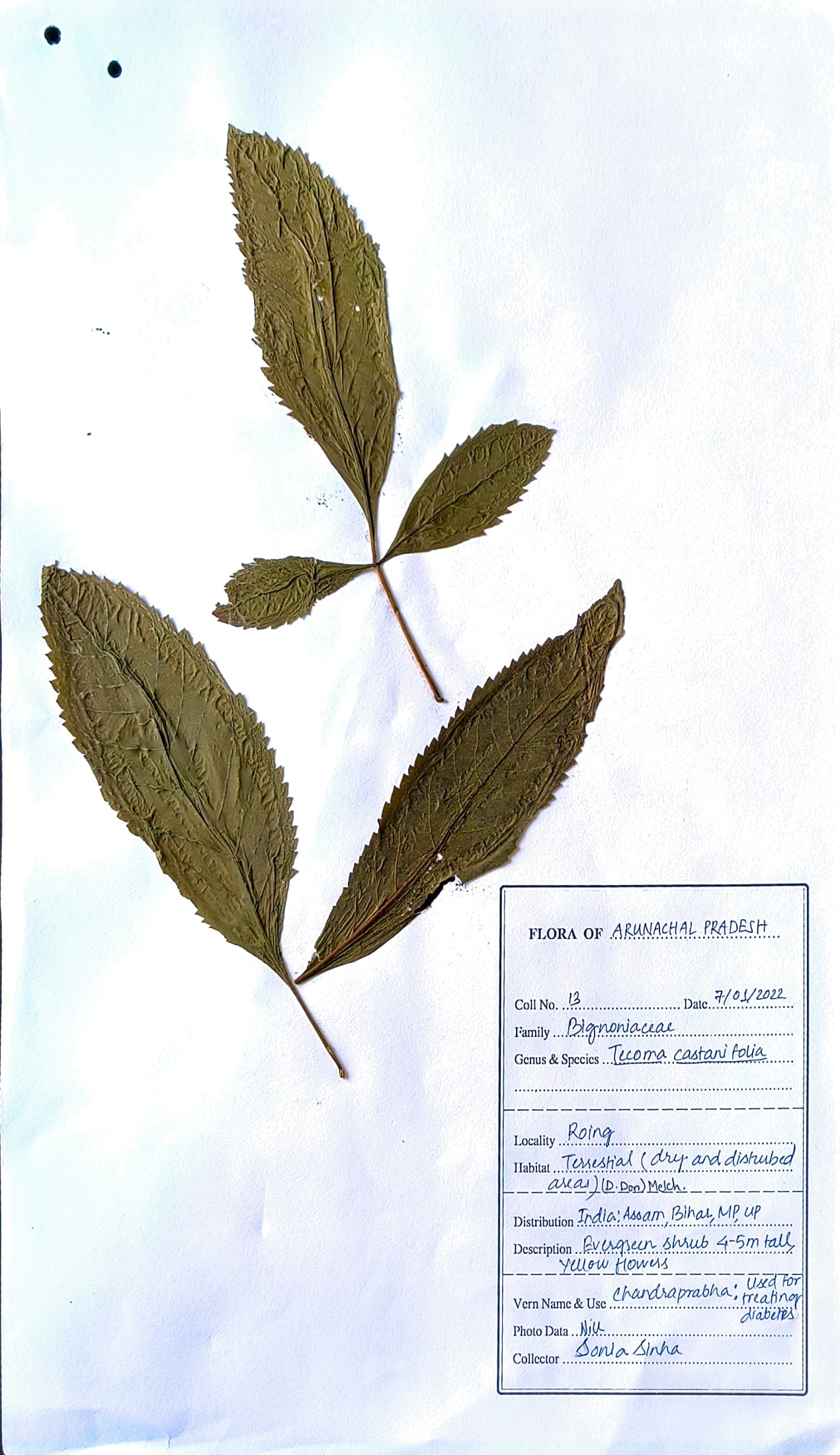 Chandraprabha (Ass.) (Herbarium)